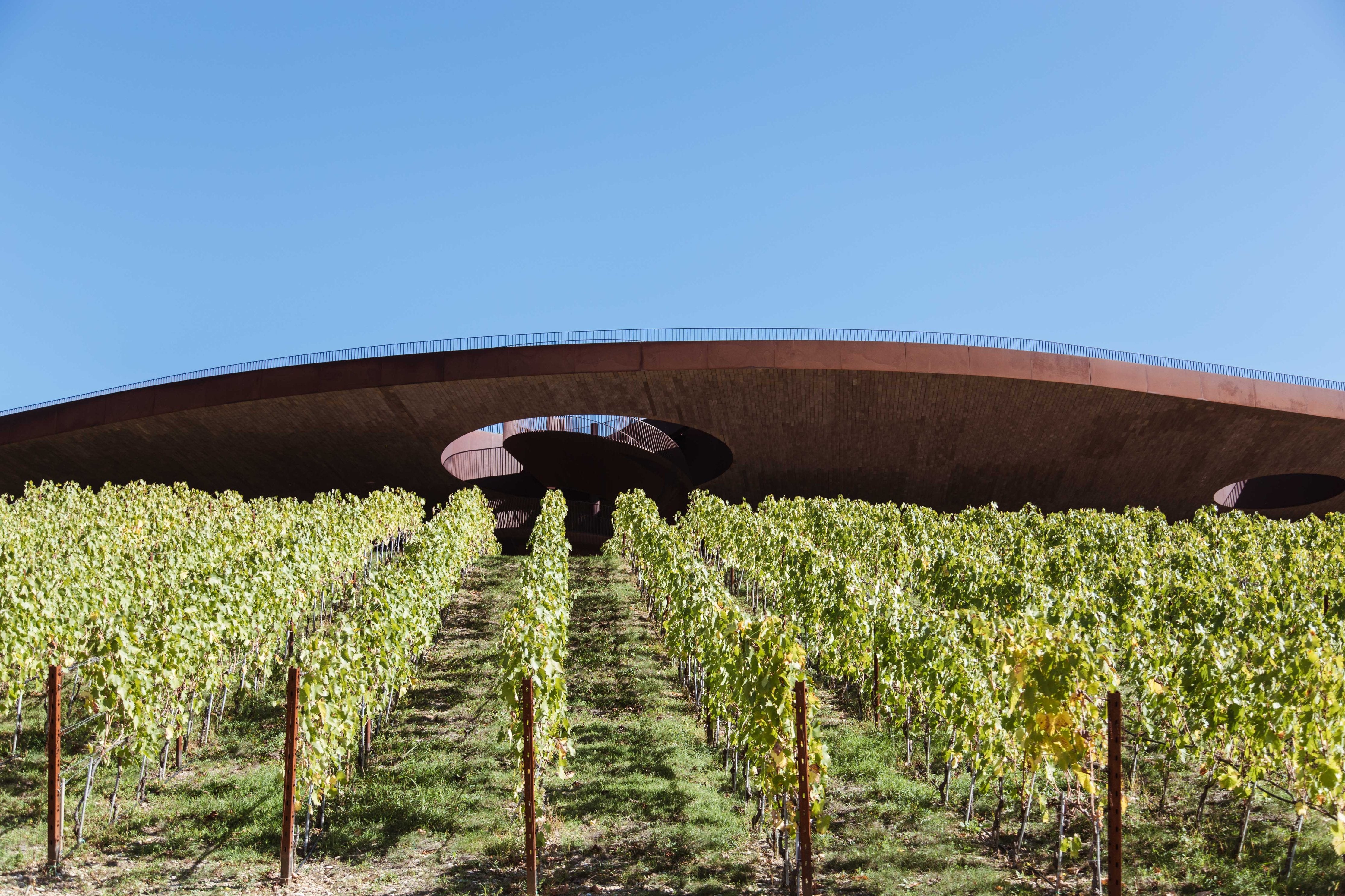 Curved walkway over vineyard