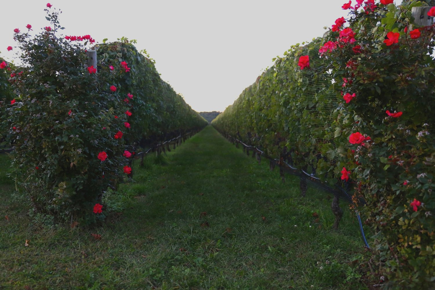 A Word About Natural Wines