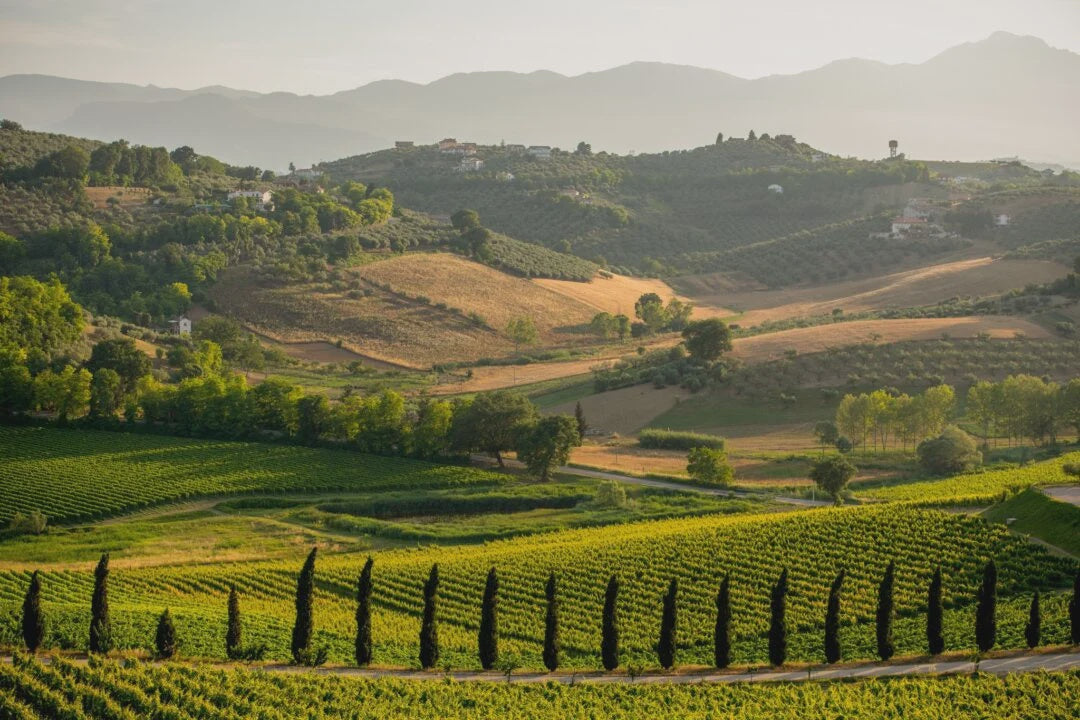 Educational Tasting: Understanding Italian Wine Series: Abruzzo: 8+ wines (7pm, Wednesday April 8th, 2026)