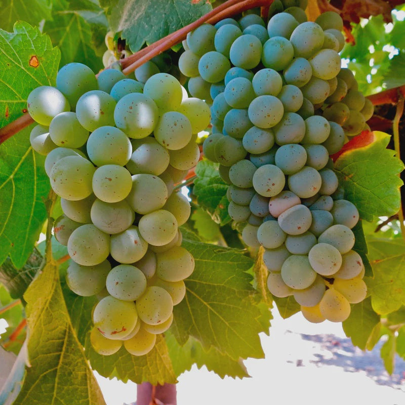 Educational Tasting: Grape Variety Series: Sauvignon Blanc: 9+ Wines (7PM, Wednesday August 12th, 2026)
