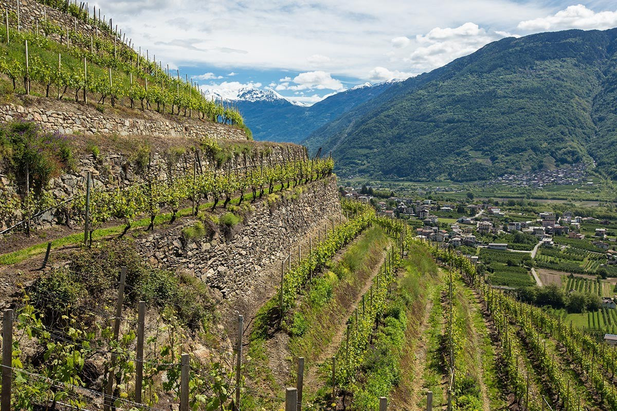 Educational Tasting: The Alpine Region of Lombardy! 8+ wines, (730PM, Friday Jan 16th, 2026)