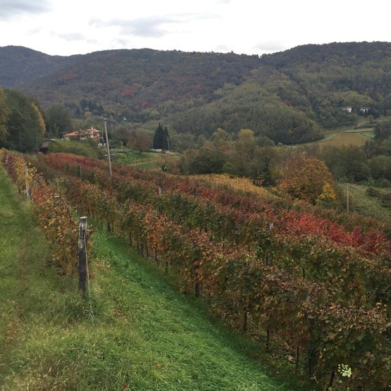 Educational Tasting: Ronchi di Cialla w/ guest Alexis Raia from Polaner: 9plus wines, 6plus grapes (7PM, Wednesday, July 23rd, 2025)