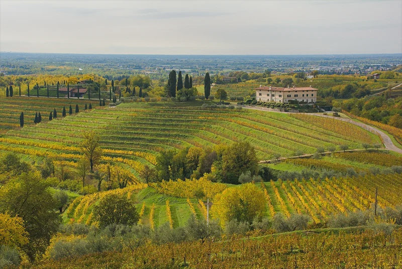 Educational Tasting: Understanding Italian Wine Series: Friuli-Venezia Giulia: 10+ wines (7pm, Wednesday Nov 4th, 2026)