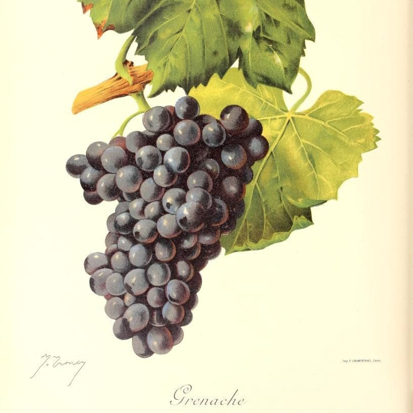 Educational Tasting: Understanding Grenache/ Garnacha/ Cannonau: 8plus wines, 4+ Countries (7PM, Wednesday Oct. 15th, 2025)