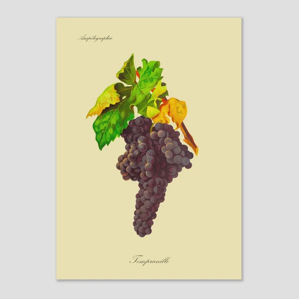 Educational Tasting: Grape Variety Series: Tempranillo: 9+ Wines (7PM, Wednesday September 16th, 2026