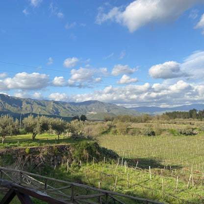 Educational Tasting: The Grapes of Sicily 8plus wines, 7plus grapes (7PM, Wednesday, May 28th, 2025)