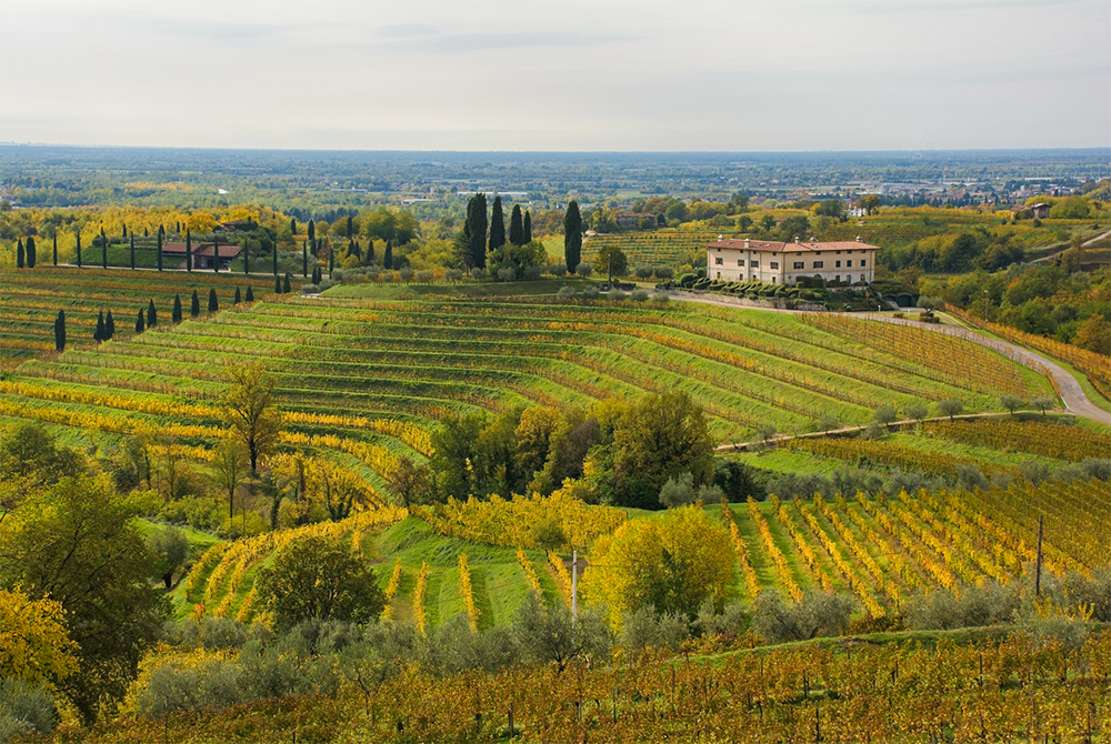 Educational Tasting: Understanding Italian Wine Series: Friuli-Venezia Giulia: 10+ wines (7pm, Wednesday October 28th, 2026)